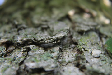 lovely close up of a intricate tree bark. 