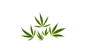 Pattern from hemp leaves on white background. Creative space for design.