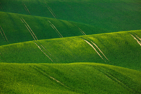 Highland landscape of rapeseed fields.