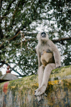 Funny monkey sitting on fence