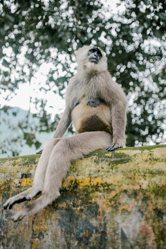 Funny monkey sitting on fence