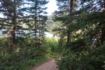 Different colored trees in a forest