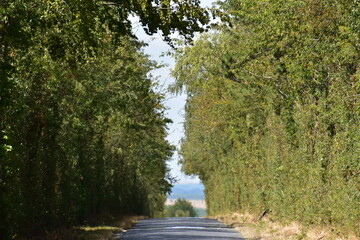 green tunnel