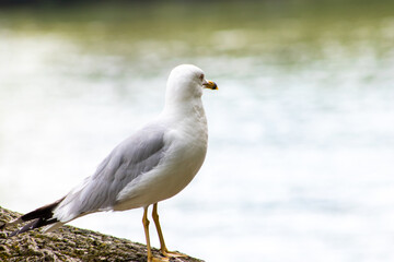 Fototapeta na wymiar seagull taking a rest
