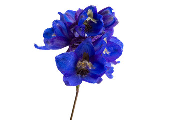 blue delphinium isolated