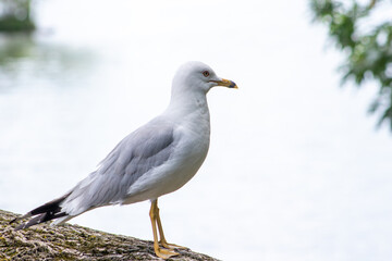 Seagull looking towards water