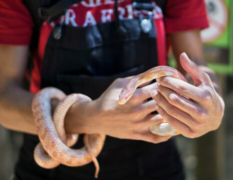 Woman holding a snake in the hands