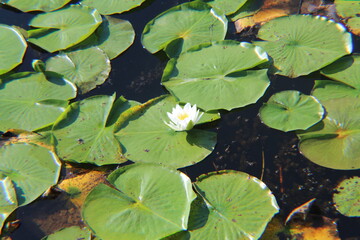 Nymphaea odorata, american white water-lily blooming earlier than its kin. Wonderful shot. 