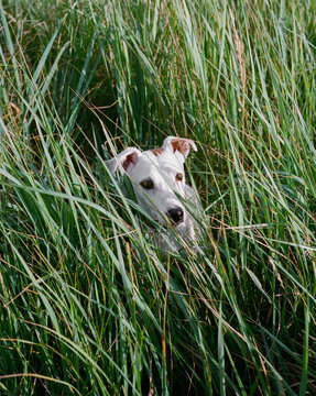 Huntig dog in big green grass.