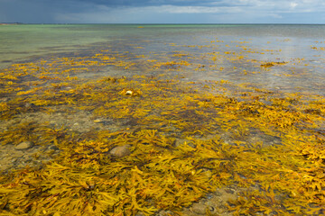 Algen im Wasser mit grauem Himmel