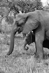 Mother elephant with baby, Manyara National Park