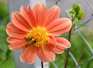 A bumblebee sits on a Dahlia flower. Top view of an open flower.