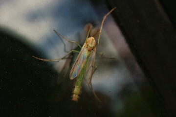 Insect sitting on a shiny background

