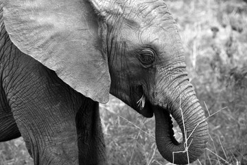 Naklejka premium Close-up of a baby elephant eating