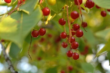 Wild red cherry, berry picking in the forest.