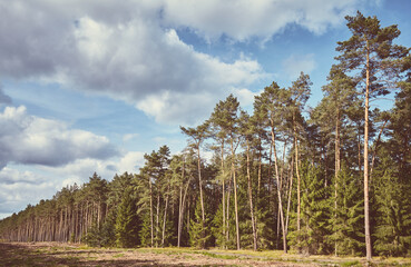 Retro toned picture of a forest on a sunny day.