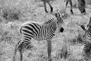 Fototapeta na wymiar Baby zebra in a pasture