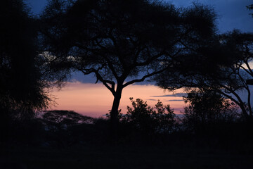 Fototapeta premium Silhouette of acacia trees in Africa
