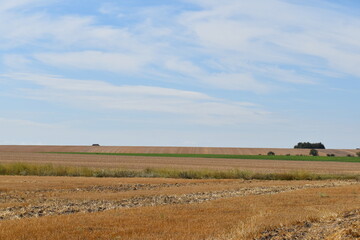 Fototapeta premium field and sky