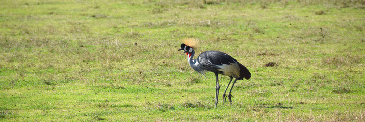 Two Grey Crowned Cranes