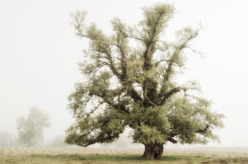Fairy tale meadow with tree and fog