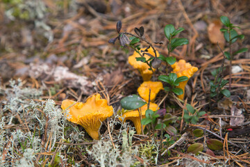 Orange and yellow chanterelle mushrooms growing among the moss.