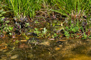 Edible Frog in lagoon, photographed in Germany,  Europe. Picture made in 2019.