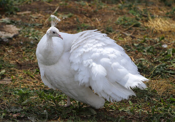 Closeup of a white peafowl 