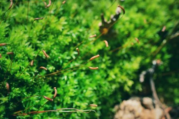 Thick green moss in the forest
