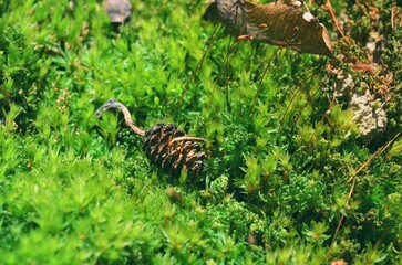 Thick green moss in the forest