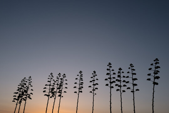 Row of century plants