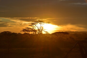 Acacia silhouettes at sunset