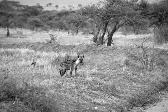 Curious hyena peeking out from a grassland