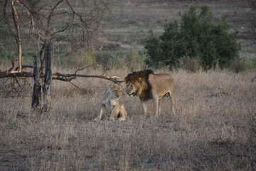 Lions mating on the savanna