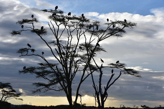 Silhouette of a big acacia car full of marabous