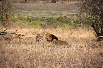 Fototapeta na wymiar Lions mating on the savanna
