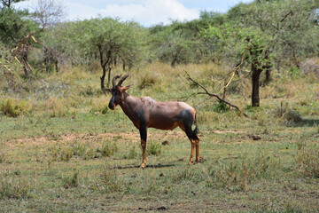 Topi standing in sereguetti national park