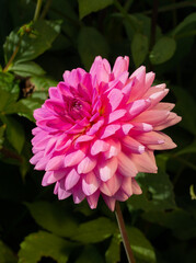 Garden Dahlia Jenna