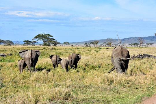 Family of four elephants walking backwards