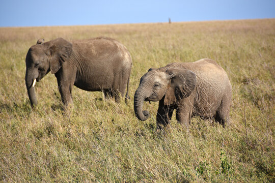 Baby elephant walking with his mother