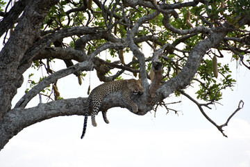 Fototapeta na wymiar Adult leopard resting in a sausage tree