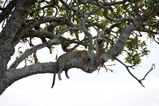 Adult leopard resting in a sausage tree