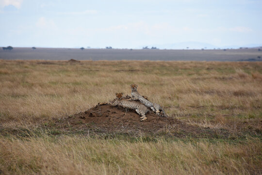 Pair of cheetahs resting on a small hill in the middle of the plain