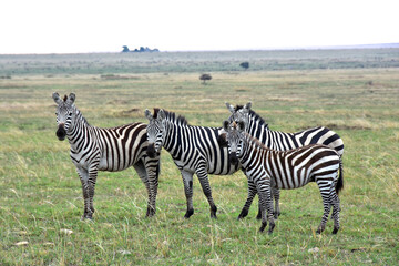 Fototapeta na wymiar Family of four zebras watching on camera