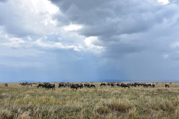 Large group of zebras and wildebeests grazing on the plains under a stormy sky