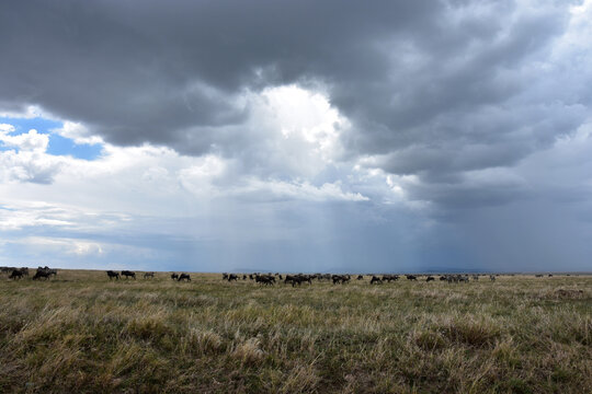Large group of zebras and wildebeests grazing on the plains under a stormy sky
