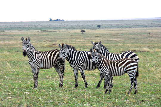 Family of four zebras watching on camera