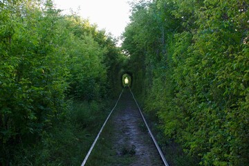 Fototapeta premium The Tunnel of Love. Wonders of nature. A natural arch formed by intertwined trees above a railway. Arch of Green tunnel of trees in the forest . Tunnel of love. Russia