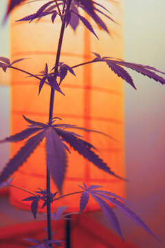 Vibrant and funky colored cannabis/marijuana background/plant under the lights