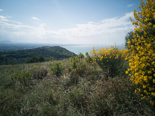 Naklejka premium cespugli di ginestre sul monte san bartolo a Pesaro nella regione marche Italia